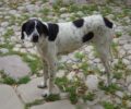 Ο σκύλος που εγκαταλείφθηκε στην Χίο τελικά στάθηκε τυχερός...